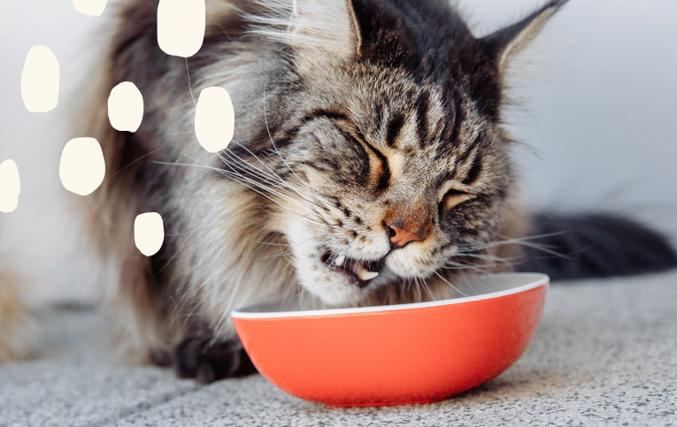 Tips til et sunt kosthold for seniorkatten