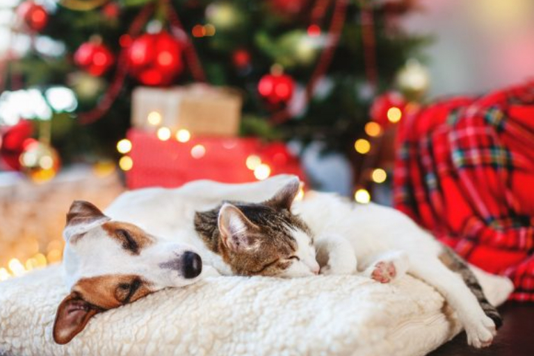 valpen og kattungens første jul