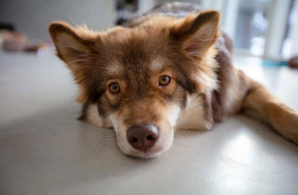 Hund være alene