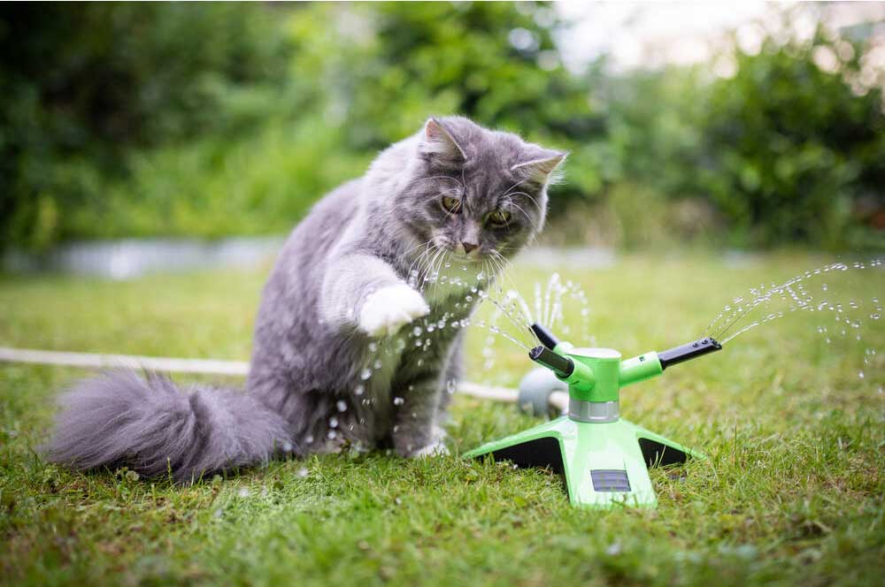 Ta vare på katten i sommer
