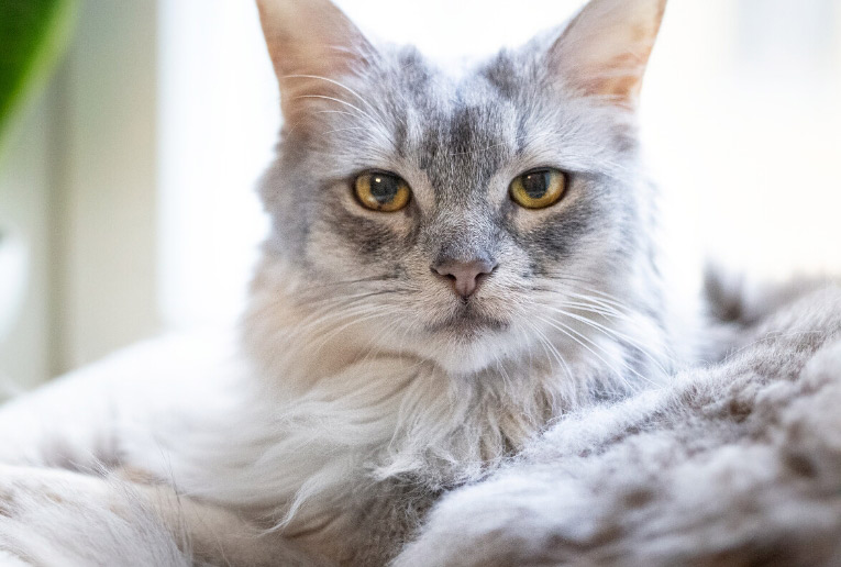 et sunt kosthold for seniorkatten
