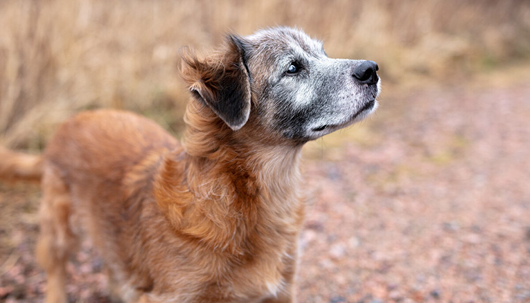 Et sunt kosthold for seniorhunden