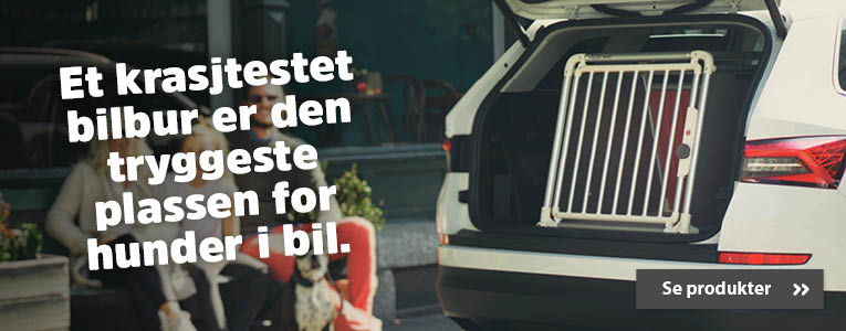 bilbur til hund